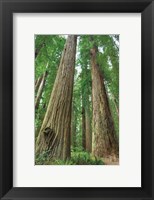 Framed Redwoods Forest I