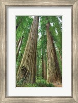 Framed Redwoods Forest I