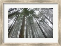 Framed Fir Trees III