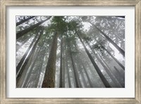 Framed Fir Trees III
