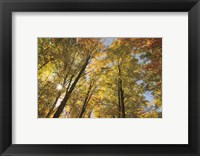 Framed Autumn Forest III