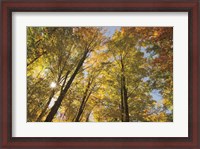 Framed Autumn Forest III