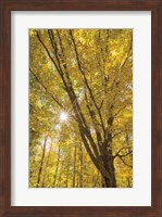Framed Autumn Forest II