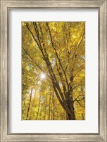 Framed Autumn Forest II