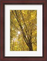 Framed Autumn Forest II