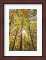 Framed Autumn Forest I