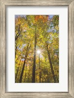 Framed Autumn Forest I