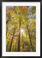 Framed Autumn Forest I