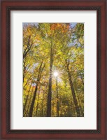 Framed Autumn Forest I