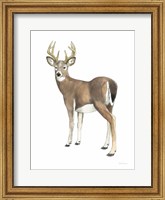 Framed Wilderness Collection Deer II