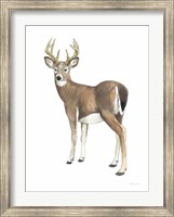 Framed Wilderness Collection Deer II