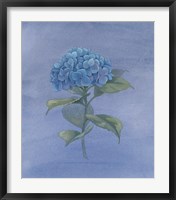 Framed Blue Hydrangea IV