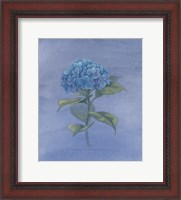 Framed Blue Hydrangea IV