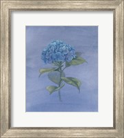 Framed Blue Hydrangea IV