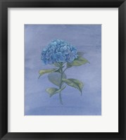 Blue Hydrangea IV Framed Print
