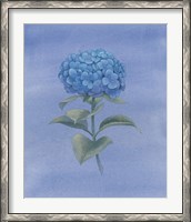 Framed Blue Hydrangea III