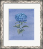 Framed Blue Hydrangea III