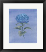 Blue Hydrangea III Framed Print