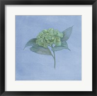 Framed Blue Hydrangea II