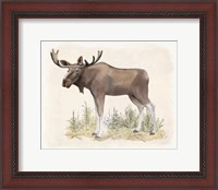 Framed Wilderness Collection Moose