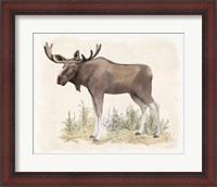 Framed Wilderness Collection Moose