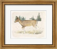 Framed 'Wilderness Collection Deer' border=