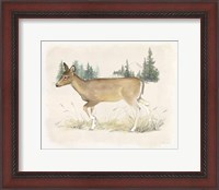 Framed Wilderness Collection Deer