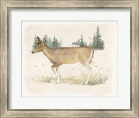 Framed Wilderness Collection Deer