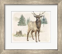 Framed 'Wilderness Collection Elk' border=