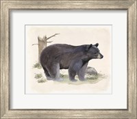 Framed 'Wilderness Collection Bear' border=