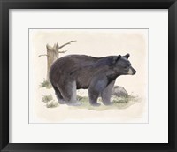 Framed 'Wilderness Collection Bear' border=