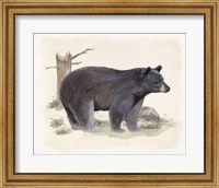 Framed Wilderness Collection Bear