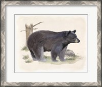 Framed Wilderness Collection Bear
