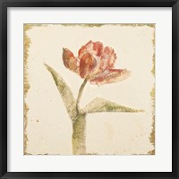 Framed Vintage Flaming Parrot Tulip Crop