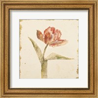 Framed Vintage Flaming Parrot Tulip Crop