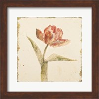 Framed 'Vintage Flaming Parrot Tulip Crop' border=