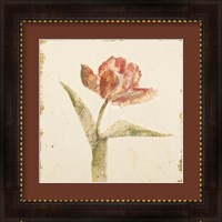 Framed 'Vintage Flaming Parrot Tulip Crop' border=