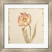 Framed 'Vintage May Wonder Tulip Crop' border=