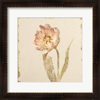 Framed 'Vintage May Wonder Tulip Crop' border=