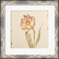 Framed Vintage May Wonder Tulip Crop