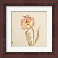 Framed Vintage May Wonder Tulip Crop