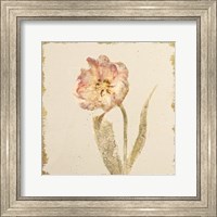 Framed Vintage May Wonder Tulip Crop