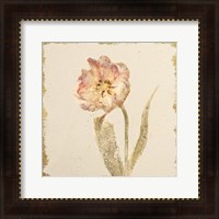 Framed 'Vintage May Wonder Tulip Crop' border=