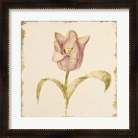 Framed Vintage Blue Parrot Tulip Crop