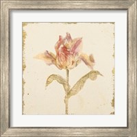 Framed 'Vintage Zoomer Schoon Tulip Crop' border=