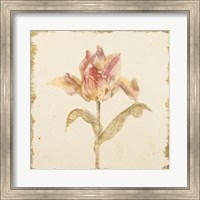 Framed Vintage Zoomer Schoon Tulip Crop