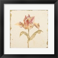 Framed 'Vintage Zoomer Schoon Tulip Crop' border=