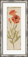 Framed Poppy Panel on White Vintage