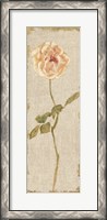 Framed Pale Rose Panel on White Vintage