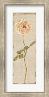 Framed Pale Rose Panel on White Vintage